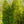 Load image into Gallery viewer, Christmas Jewel Holly - Holly - Hollies
