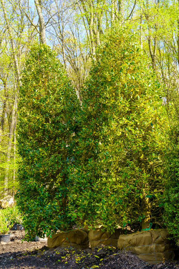 Christmas Jewel Holly