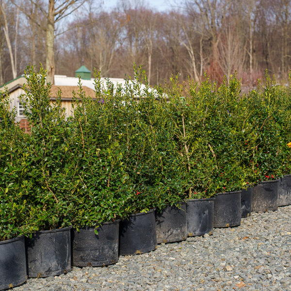 Christmas Jewel Holly