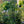 Load image into Gallery viewer, Christmas Jewel Holly - Holly - Hollies
