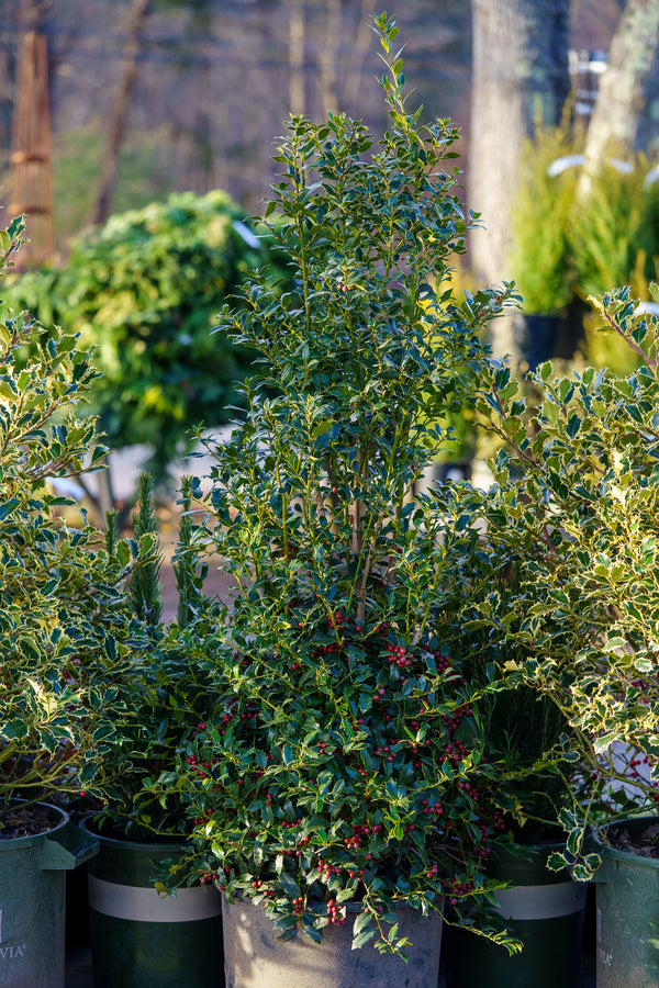 Christmas Jewel Holly