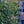 Load image into Gallery viewer, Christmas Jewel Holly - Holly - Hollies