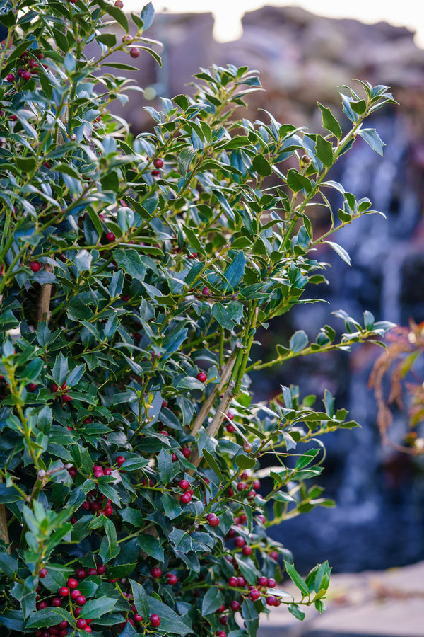 Christmas Jewel Holly
