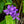 Load image into Gallery viewer, Church Bells Clustered Bellflower