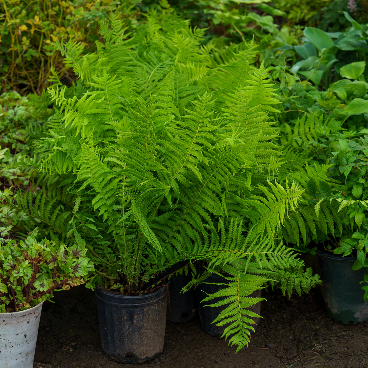 Cinnamon Fern – Plant Detectives
