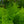 Load image into Gallery viewer, Cinnamon Fern