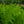 Load image into Gallery viewer, Cinnamon Fern