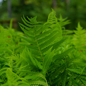 Cinnamon Fern