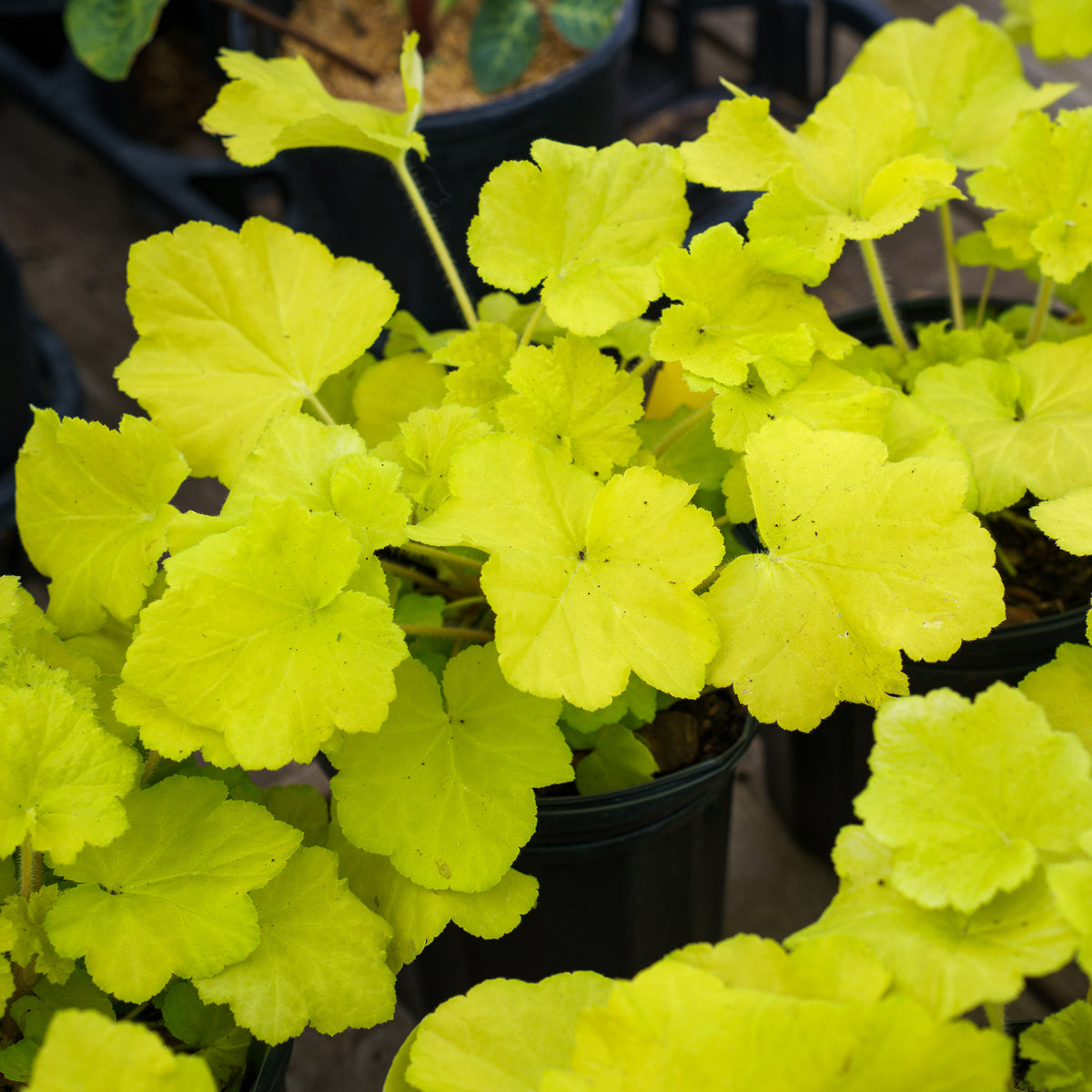 Citronelle Coral Bells  Plant Detectives