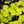 Load image into Gallery viewer, Citronelle Coral Bells