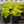 Load image into Gallery viewer, Citronelle Coral Bells