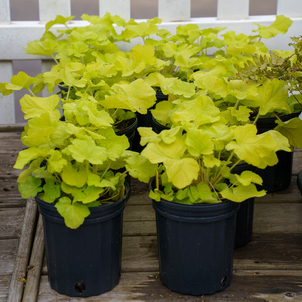 Citronelle Coral Bells