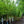 Load image into Gallery viewer, City Slicker River Birch