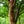 Load image into Gallery viewer, City Slicker River Birch