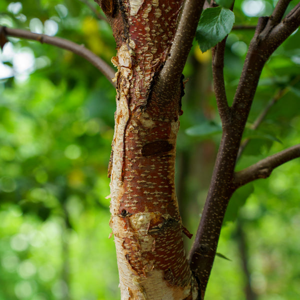 City Slicker River Birch