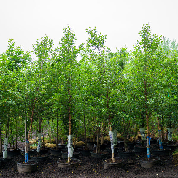 City Slicker River Birch