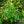 Load image into Gallery viewer, Claire Austin Climbing Rose