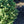 Load image into Gallery viewer, Clanbrassiliana Stricta Norway Spruce