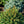 Load image into Gallery viewer, Clanbrassiliana Stricta Norway Spruce