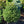 Load image into Gallery viewer, Clanbrassiliana Stricta Norway Spruce