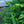 Load image into Gallery viewer, Clanbrassiliana Stricta Norway Spruce