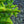 Load image into Gallery viewer, Clanbrassiliana Stricta Norway Spruce