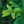 Load image into Gallery viewer, Clanbrassiliana Stricta Norway Spruce