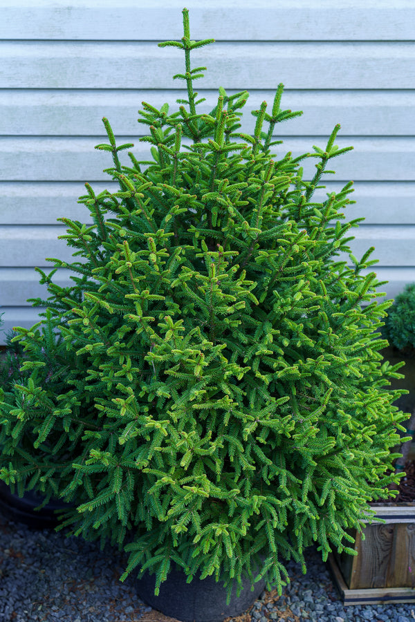 Clanbrassiliana Stricta Norway Spruce