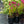 Load image into Gallery viewer, Class Act Stonecrop