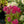 Load image into Gallery viewer, Class Act Stonecrop