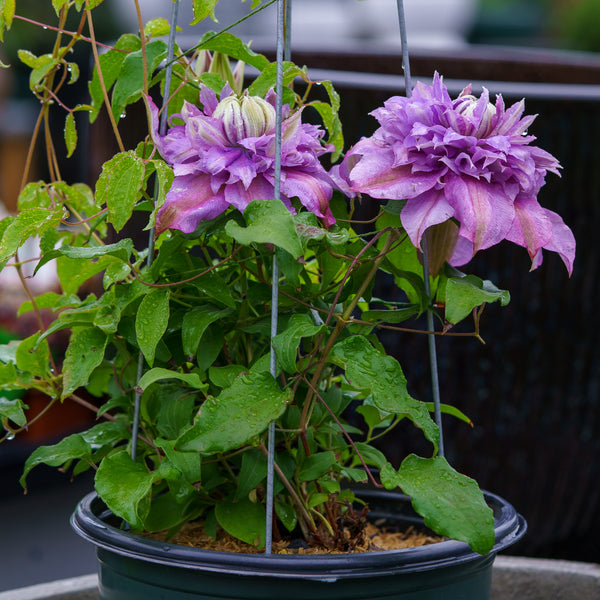 Diamantina Clematis