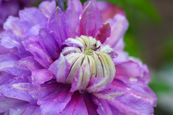 Diamantina Clematis