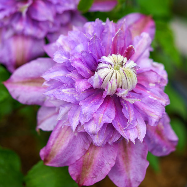 Diamantina Clematis