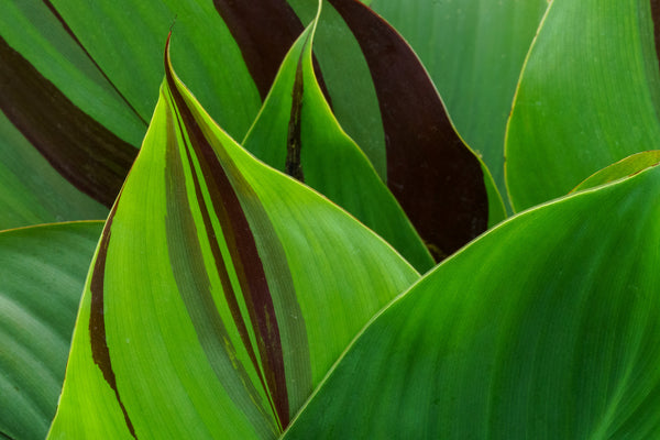 Cleopatra Canna Lily