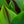 Load image into Gallery viewer, Assorted Canna Lilies