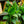 Load image into Gallery viewer, Assorted Canna Lilies