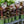 Load image into Gallery viewer, Assorted Canna Lilies