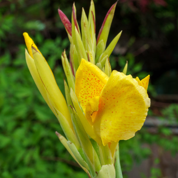 Canna Lily