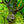 Load image into Gallery viewer, Cleveland Select Callery Pear