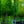 Load image into Gallery viewer, Cleveland Select Callery Pear