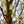 Load image into Gallery viewer, Cleveland Select Callery Pear