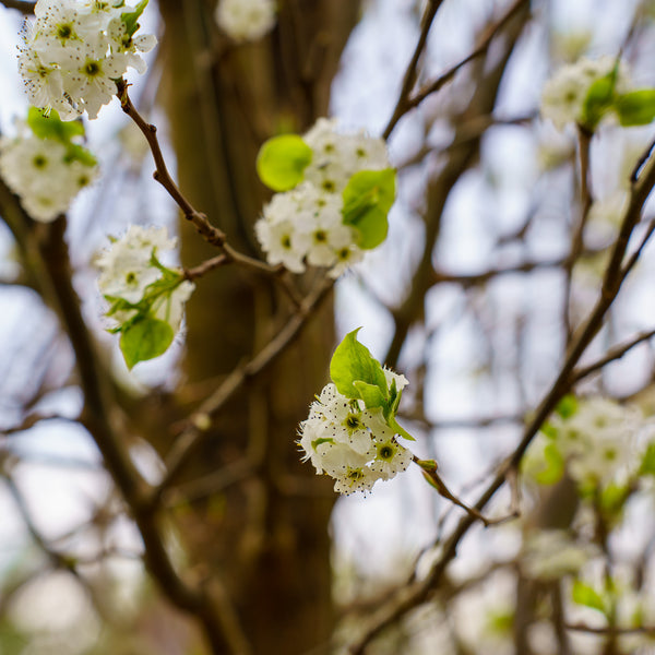 Cleveland Select Callery Pear