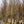 Load image into Gallery viewer, Cleveland Select Callery Pear