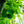Load image into Gallery viewer, Cleveland Select Callery Pear