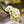 Load image into Gallery viewer, Cleveland Select Callery Pear