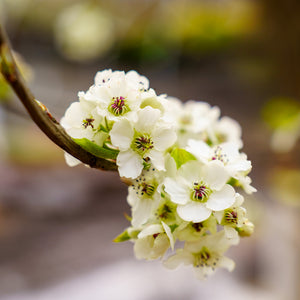 Cleveland Select Callery Pear