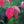 Load image into Gallery viewer, Cloud 9 Dogwood