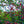 Load image into Gallery viewer, Cloud 9 Dogwood
