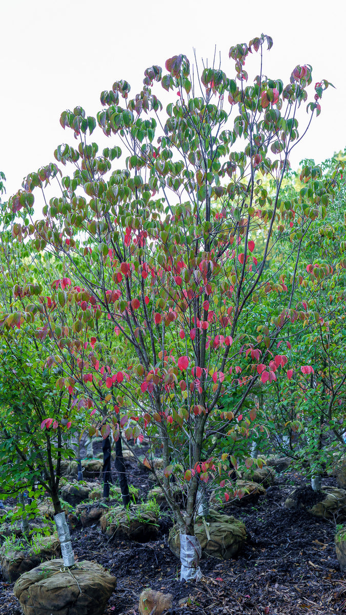Cloud 9 Dogwood – Plant Detectives