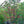 Load image into Gallery viewer, Cloud 9 Dogwood
